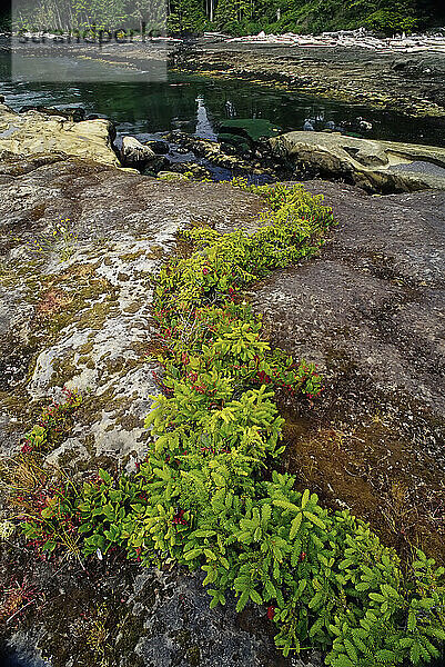 Laub und Felsen am Wasser  Botanical Beach Provincial Park  British Columbia  Kanada