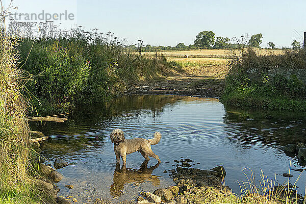 Blonder Kakadu-Hund steht im seichten Wasser eines Teichs mit Ackerland im Hintergrund; Ravensworth  Richmondshire  England