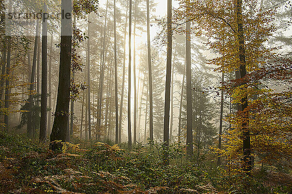 Wald an einem nebligen Herbstmorgen; Odenwald  Hessen  Deutschland