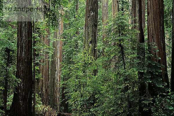 Bäume und Laub im Humboldt Redwoods State Park Kalifornien  USA