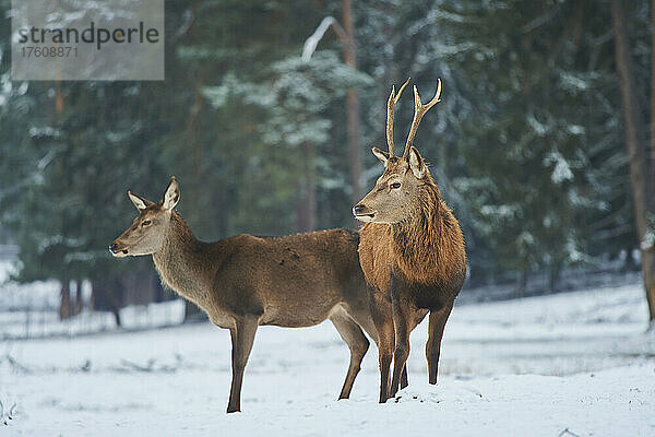 Rothirsch (Cervus elaphus) und Hirschkuh zusammen auf einer verschneiten Wiese  in Gefangenschaft; Bayern  Deutschland