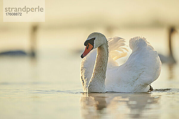 Höckerschwäne (Cygnus olor) schwimmen bei Sonnenaufgang auf der Donau; Bayern  Deutschland