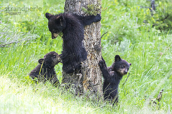 Drei amerikanische Schwarzbärenjunge (Ursus americanus) lernen im Yellowstone-Nationalpark  auf eine Douglasie (Pseudotsuga menziesii) zu klettern. Der Amerikanische Schwarzbär ist eine von acht Bärenarten auf der Welt und eine von drei auf dem nordamerikanischen Kontinent; Wyoming  Vereinigte Staaten von Amerika