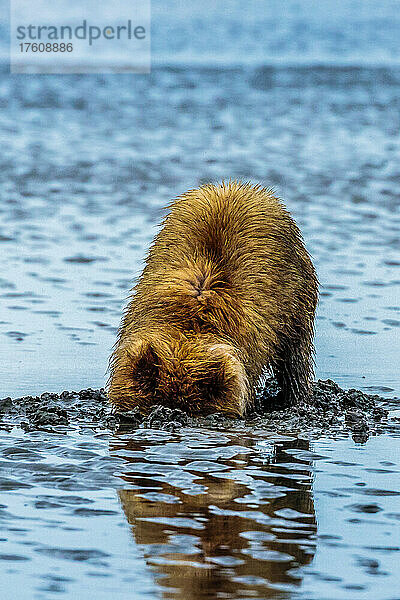 Küstenbraunbären  Ursus arctos  beim Graben und Fressen von Muscheln am Sliver Salmon Creek im Lake Clark National Park  Alaska.