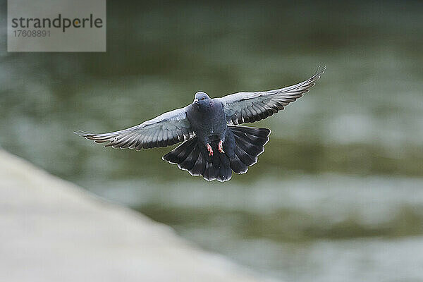 Verwilderte Taube (Columba livia domestica) im Flug; Regensburg  Oberpfalz  Bayern  Deutschland