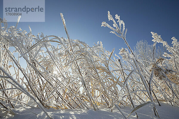 Frostbedeckte Gräser  im Gegenlicht und vor einem strahlend blauen Himmel; Thunder Bay  Ontario  Kanada