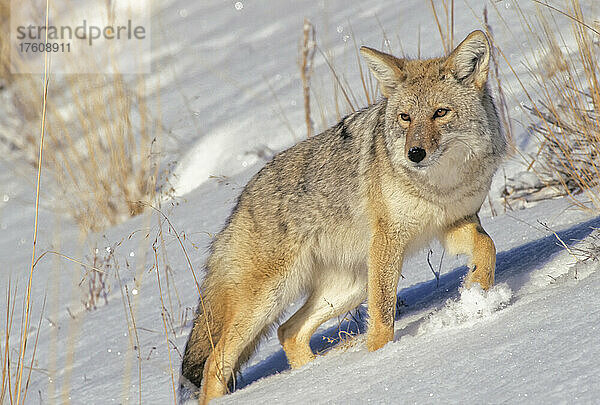 Porträt eines Kojoten (Canis latrans)  der einen schneebedeckten Hang hinaufläuft und über die winterliche Landschaft wacht; Montana  Vereinigte Staaten von Amerika