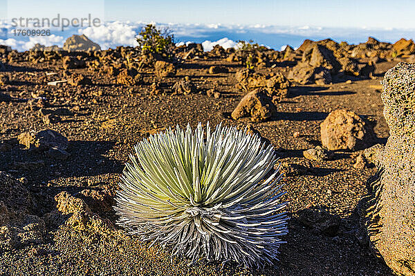 Trockene Landschaft aus Felsen und Erde über den Wolken mit der seltenen hawaiianischen Pflanze Haleakala-Silberschwert (Argyroxiphium sandwicense subsp. macrocephalum) im Vordergrund; Maui  Hawaii  Vereinigte Staaten von Amerika