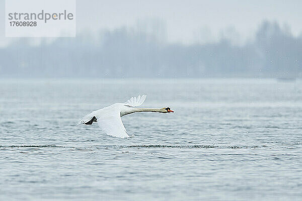 Höckerschwan (Cygnus olor) im Flug über der Donau; Oberpfalz  Bayern  Deutschland