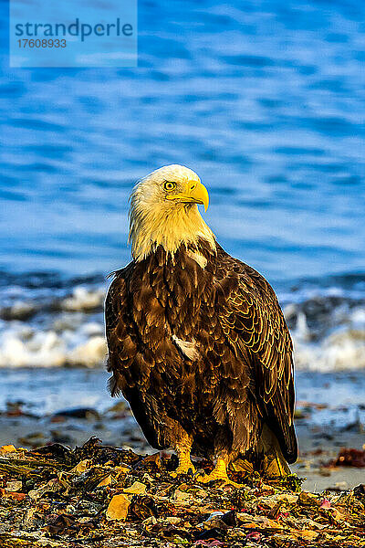 Weißkopfseeadler  Haliaeetus leucocephalus  sitzt auf Seetang an der Küste des Cook Inlet.