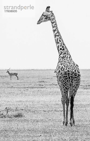 Blick von hinten auf eine Giraffe (Giraffa)  die auf einem Feld im Grasland der Savanne steht  mit zwei Antilopen im Hintergrund; Maasai Mara National Park  Kenia  Afrika