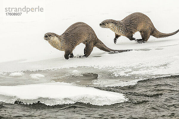 Nördliche Flussotter ( Lutra canadensis)  die im Schnee neben dem Wasser laufen; Montana  Vereinigte Staaten von Amerika