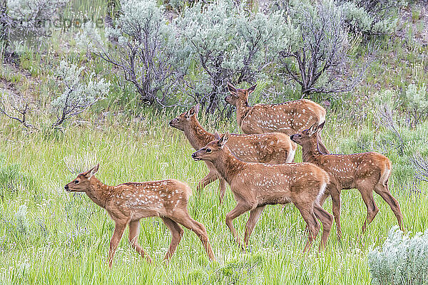 Gruppe junger Elchkälber (Cervus canadensis)  die durch Salbeisträucher auf einer Graswiese laufen; Yellowstone National Park  Vereinigte Staaten von Amerika