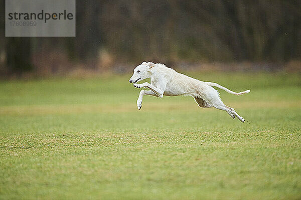 Weißer Hund springt durch die Luft über das Gras auf einem Feld; Bayern  Deutschland