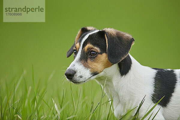 Jack Russell Terrier Welpenporträt auf einer Wiese; Bayern  Deutschland