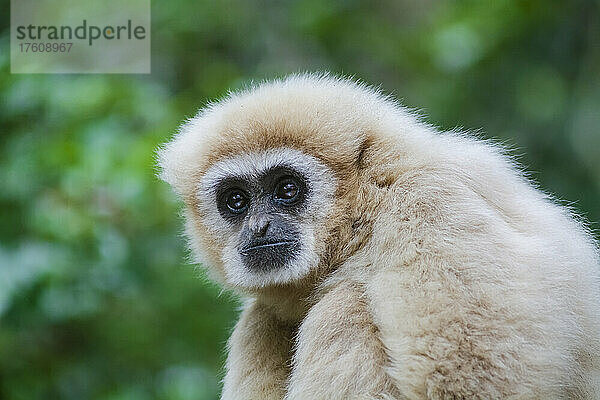 Nahaufnahme eines Weißhandgibbons alias Lar-Gibbon (Hylobates lar) im Monkeyland Primate Sanctuary in der Nähe von Pletteberg Bay; The Crags  Westkap  Südafrika