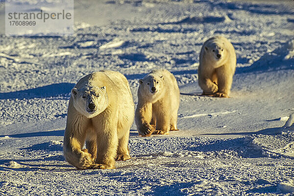 Eisbärenfamilie (Ursus maritimus) beim gemeinsamen Spaziergang durch die schneebedeckte Tundra in der Hudson Bay; Manitoba  Kanada