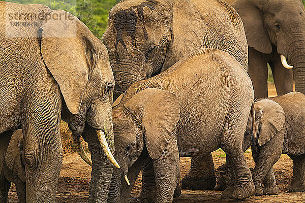 Afrikanische Elefanten (Loxodonta africana)  eine Herde erwachsener Tiere und Kälber  im Meeresschutzgebiet des Addo-Elefanten-Nationalparks  Ostkap von Südafrika; Südafrika