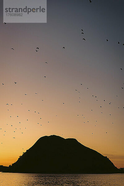 Silhouette eines Vogelschwarms  der bei Sonnenuntergang über silhouettierte Landformen und Wasser fliegt  Komodo-Nationalpark; Ost-Nusa Tenggara  Indonesien