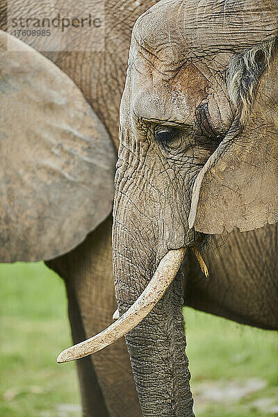 Afrikanischer Buschelefant (Loxodonta africana)  Porträt  in Gefangenschaft; Tschechische Republik