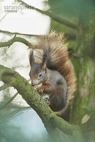 Rotes Eichhörnchen (Sciurus vulgaris) auf einem Ast  der eine Nuss frisst; Bayern  Deutschland