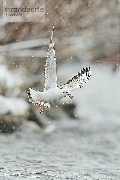 Lachmöwe (Chroicocephalus ridibundus) im Flug an der Donau mit Futter im Schnabel; Bayern  Deutschland