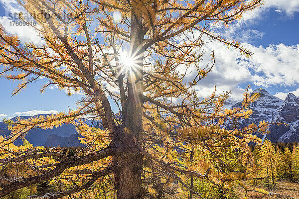 Goldene Lärchen mit Sonnenaufgang im Larch Valley im Banff National Park; Alberta  Kanada