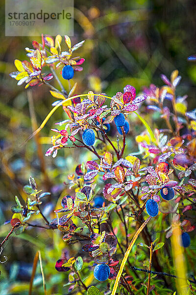 Nahaufnahme einer herbstlich gefärbten Heidelbeerpflanze mit Frost; Denali National Park & Preserve  Interior Alaska  Alaska  Vereinigte Staaten von Amerika