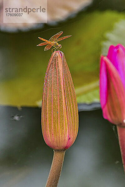 Libelle auf Lotusblume (Nelumbo nucifera)  Roter Lotus-See; Chiang Haeo  Thailand