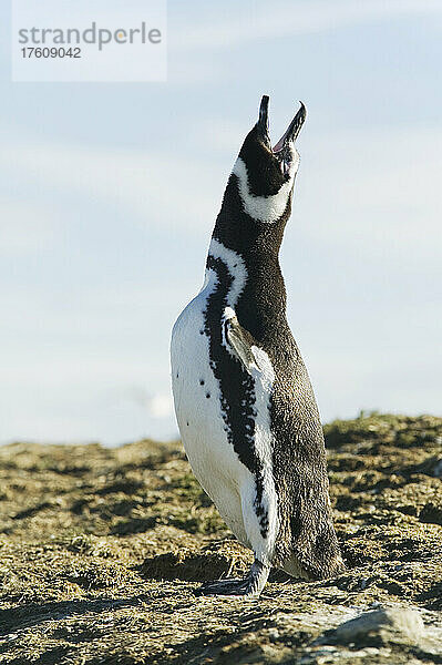 Ein Magellanpinguin ruft  Chile; Isla Magdalena  Magellanstraße  Punta Arenas  Patagonien  Chile.