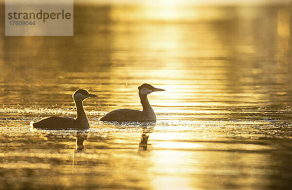 Silhouette von zwei Lappentauchern (Podicipedidae) auf dem Lake Hood beim Schwimmen im Sonnenuntergang; Alaska  Vereinigte Staaten von Amerika