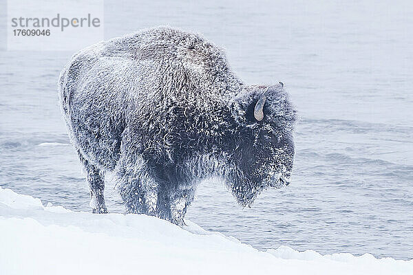 Nahaufnahme eines schneebedeckten Bisons (Bison bison)  der an einem Wintertag am verschneiten Flussufer des Firehole River steht; Yellowstone National Park  Vereinigte Staaten von Amerika