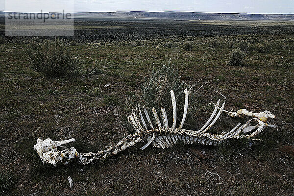 Skelett eines Wildpferdes  das wahrscheinlich von einem Puma getötet wurde; Frenchglen  Oregon  Vereinigte Staaten von Amerika