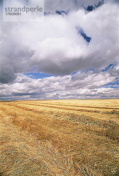 Feld und Wolken in der Nähe von Drumheller  Alberta  Kanada