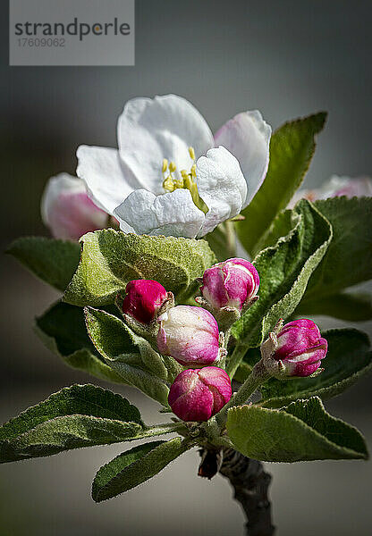 Nahaufnahme eines Büschels früher Apfelblüten (Malus domestica) mit einer vollständig geöffneten Blüte im Hintergrund; Alberta  Kanada