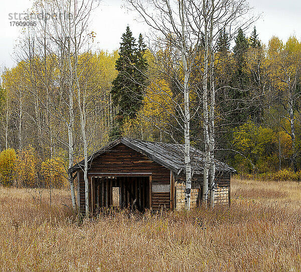 Verlassenes Holzgebäude auf einer Wiese mit einem herbstlich gefärbten Wald; British Columbia  Kanada