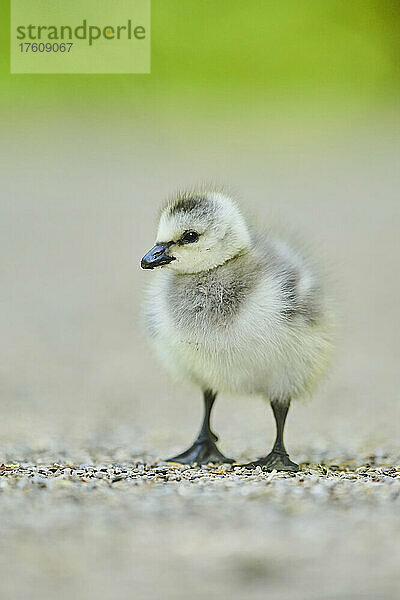 Nonnengans (Branta leucopsis)  Kükenporträt; Bayern  Deutschland