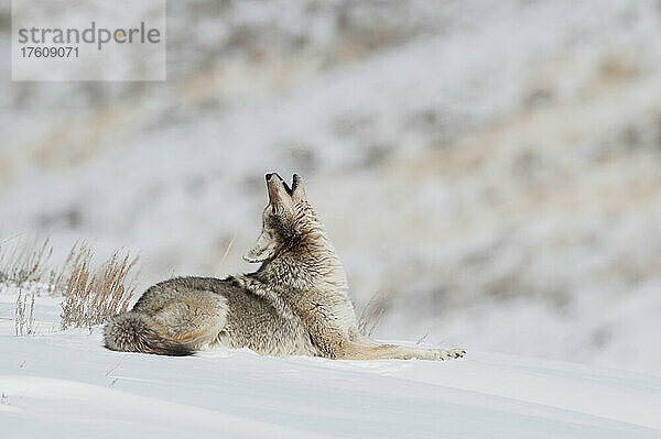 Ein Kojote (Canis latrans) liegt im Schnee und schaut heulend nach oben; Montana  Vereinigte Staaten von Amerika