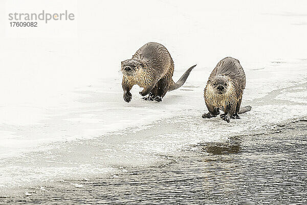 Ein Paar nördlicher Flussotter (Lutra canadensis)  die am eisigen Ufer des Flusses entlanglaufen; Yellowstone National Park  Vereinigte Staaten von Amerika