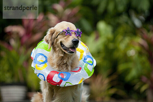 Golden Retriever Hund mit Sonnenbrille und Schlauch  bereit für den Strand; Paia  Maui  Hawaii  Vereinigte Staaten von Amerika