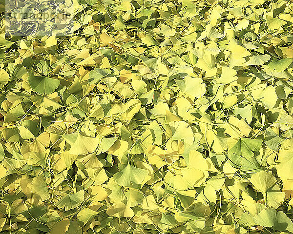 Gelbe und grüne heruntergefallene Blätter bedecken den Boden; Oregon  Vereinigte Staaten von Amerika