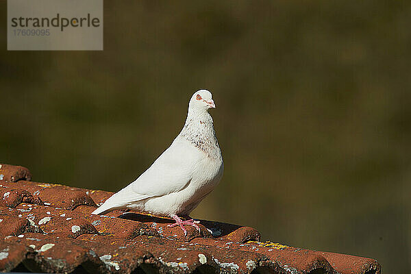 Haustaube (Columba livia domestica)  stehend auf einem Terrakotta-Ziegel eines Daches; Bayern  Deutschland