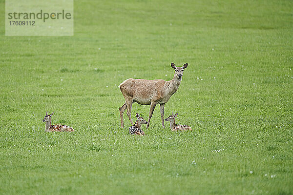 Rothirsch (Cervus elaphus) mit drei Kitzen auf einer Wiese; Bayern  Deutschland