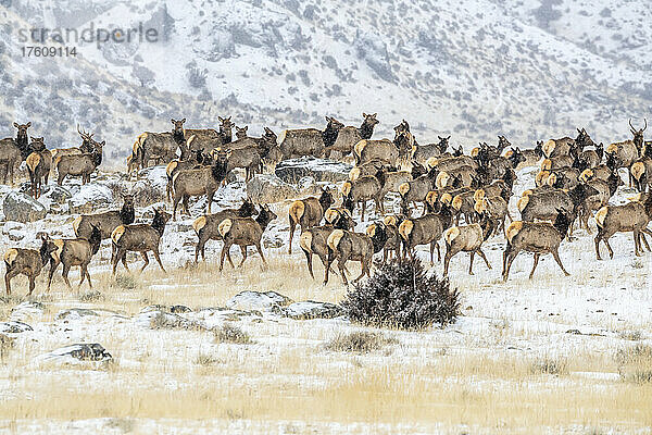 Große Herde von Elchen (Cervus canadensis) in einer Winterlandschaft; Montana  Vereinigte Staaten von Amerika