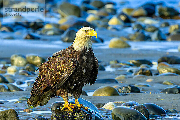 Weißkopfseeadler  Haliaeetus leucocephalus  sitzt bei Niedrigwasser auf Felsbrocken entlang der Küste des Cook Inlet.