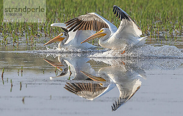 Ein Paar amerikanischer Weißpelikane (Pelecanus erythrorhynchos) landet in Ufernähe im Alum Creek mit ausgebreiteten Flügeln  die sich im ruhigen Wasser spiegeln; Yellowstone National Park  Vereinigte Staaten von Amerika