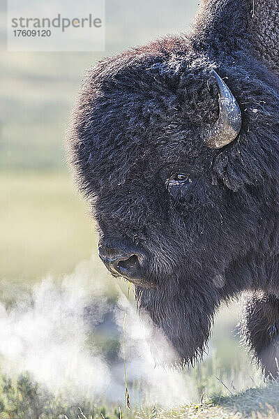 Porträt eines Bisons (Bison bison)  der in die kalte Luft mit Dampfschwaden atmet  Yellowstone National Park; Wyoming  Vereinigte Staaten von Amerika