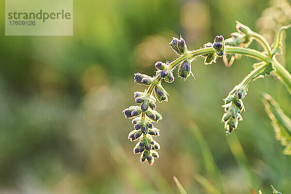 Blühender Wiesensalbei (Salvia pratensis) auf einer Wiese im Nationalpark Bayerischer Wald; Bayern  Deutschland