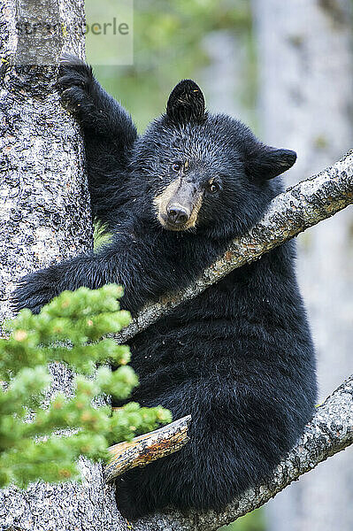 Porträt eines amerikanischen Schwarzbärenjungen (Ursus americanus)  der in die Kamera schaut und auf einen Baum im Yellowstone National Park klettert. Der Amerikanische Schwarzbär ist eine von acht Bärenarten auf der Welt und eine von drei auf dem nordamerikanischen Kontinent; Wyoming  Vereinigte Staaten von Amerika