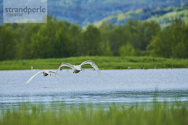 Höckerschwäne (Cygnus olor) beim Abflug von einem See im Bayerischen Wald; Bayern  Deutschland